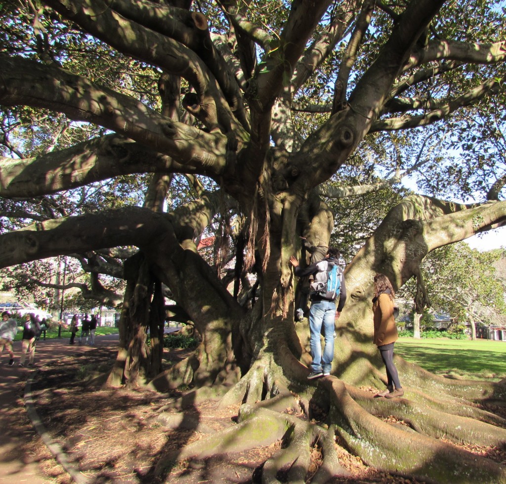 Grand arbre curieux - visite d'Auckland