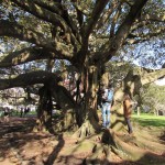 Grand arbre curieux - visite d'Auckland