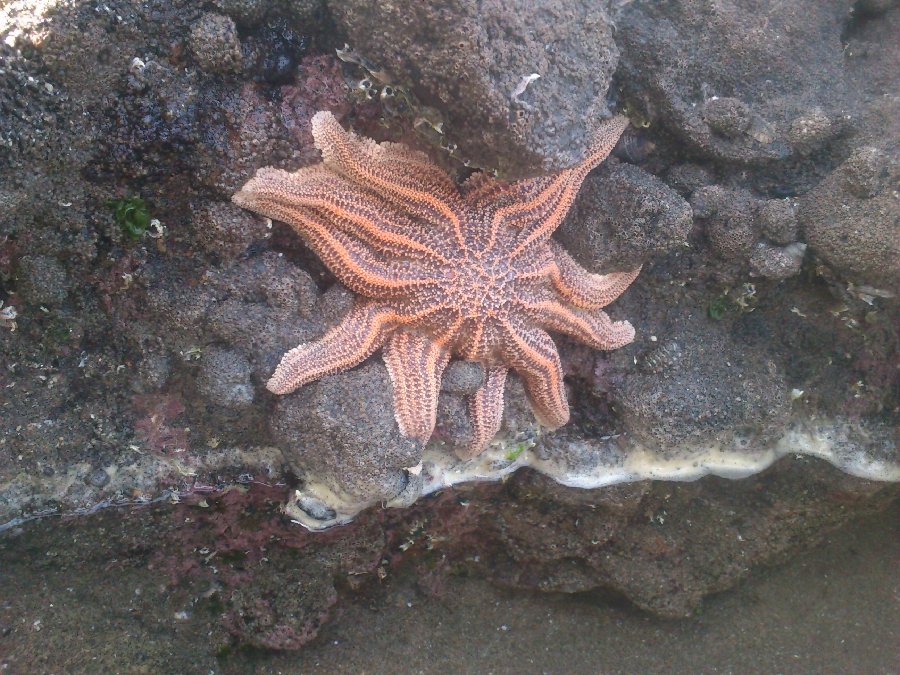 Étoile de mer, plage de Piha